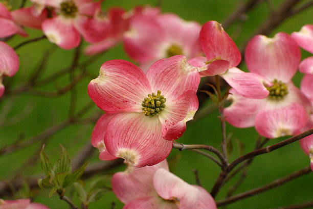 Pink Dogwood Flowers Symbol of Spring stock photo