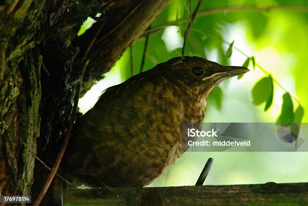 Giovane Blackbird - Fotografie stock e altre immagini di Albero - Albero, Animale, Bellezza