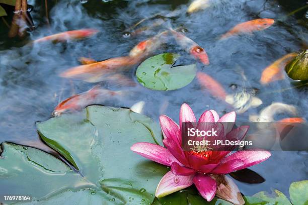 수련 아이리스입니다 꽃 In 비단잉어 연못 비단잉어에 대한 스톡 사진 및 기타 이미지 - 비단잉어, 연못, 수련속