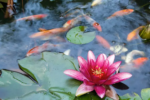 Pink Water Lily Flower Blooming in Pond with Koi Swimming with Abstract Clouds Reflection in Water