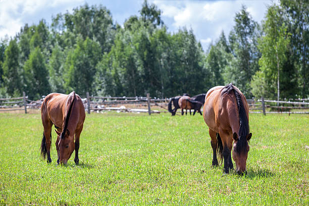 istock Two chestnut horses grazing in field at summer 176978377