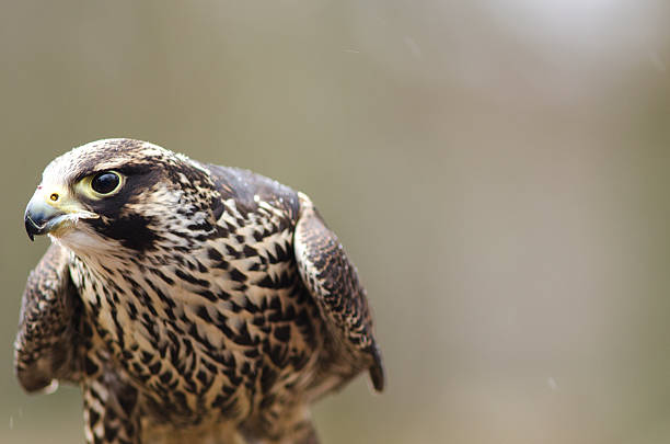 istock Young Merlin, Falco columbarius 176978439
