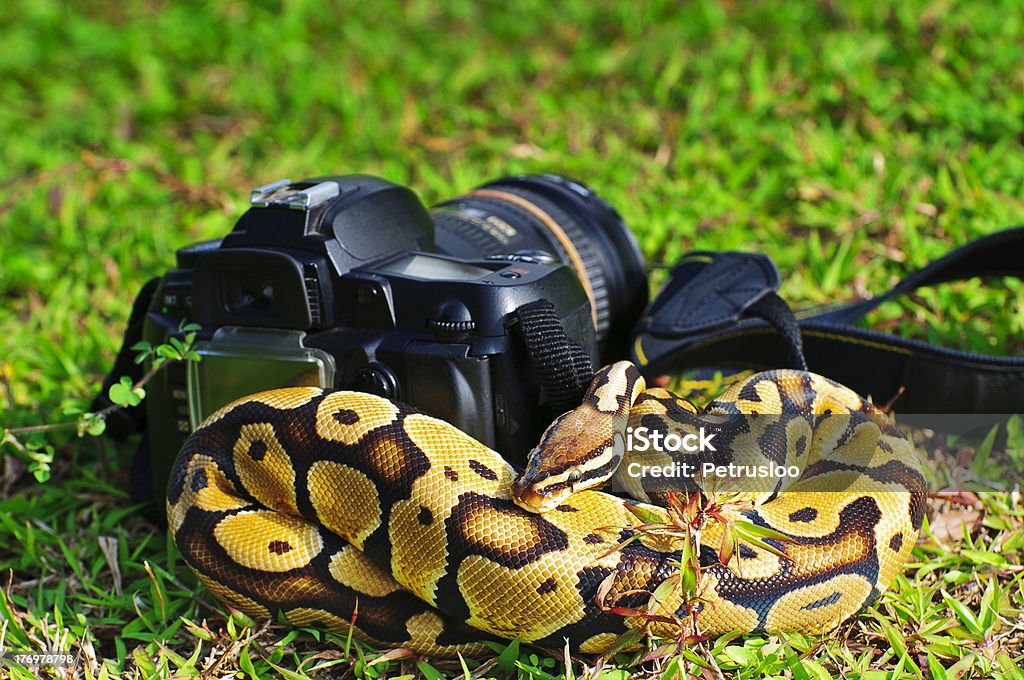 Bola python snake e câmera - Foto de stock de Amarelo royalty-free