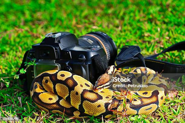 Foto de Bola Python Snake E Câmera e mais fotos de stock de Amarelo - Amarelo, Animal, Animal de estimação