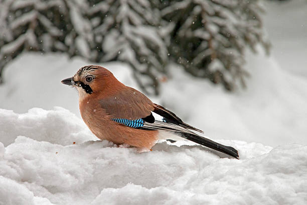 istock Eurasian Jay sitting in the snow 176978954