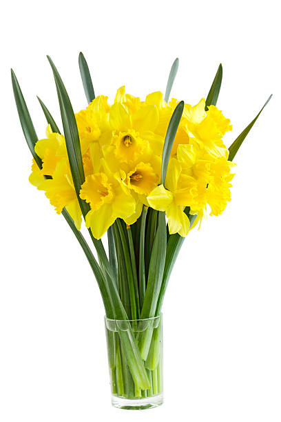 istock Narcissus Flowers 176978974