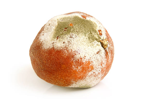 moldy zgniłe pomarańczowy - garbage food compost unpleasant smell zdjęcia i obrazy z banku zdjęć