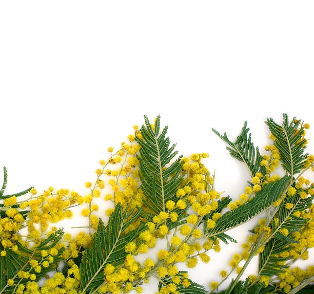 istock Background with branch of mimosa 176979106
