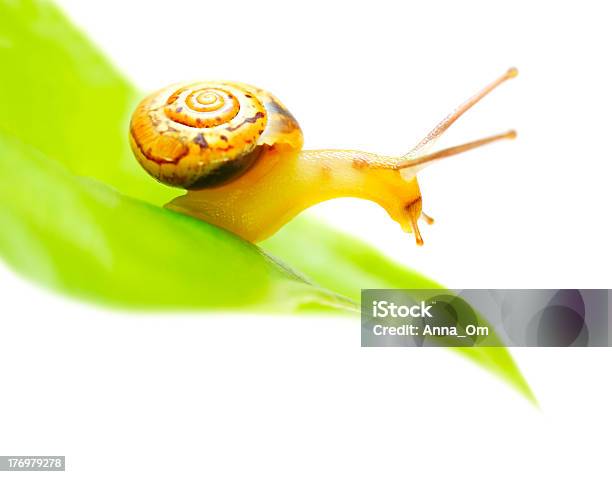 Photo libre de droit de Little Escargot banque d'images et plus d'images libres de droit de Animaux nuisibles - Animaux nuisibles, Coquille et coquillage, Couleur verte