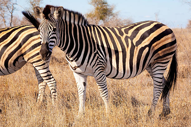 istock Zebra in Kruger National Park 176979369