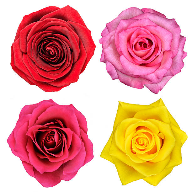 istock Four Rose Flowers Isolated on White 176979755