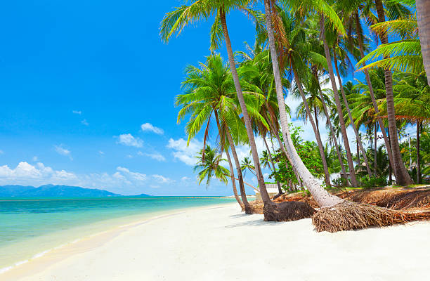 istock beach with coconut palm and sea 176979853