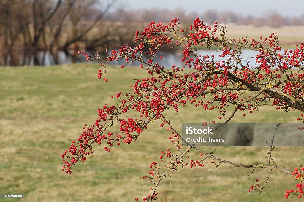 Hawthorn con frutas rojas - Foto de stock de Aire libre libre de derechos