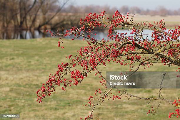 Hawthorn Con Frutti Rossi - Fotografie stock e altre immagini di Albero da frutto - Albero da frutto, Ambientazione esterna, Bacca