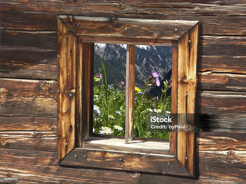 메도 국화과의 windows 선으로나 압살했다 오두막 - 로열티 프리 꽃-식물 스톡 사진