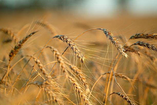 istock Wheat Detail 002 176980356