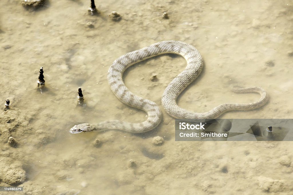 Chien face de serpent - Photo de Animaux à l'état sauvage libre de droits