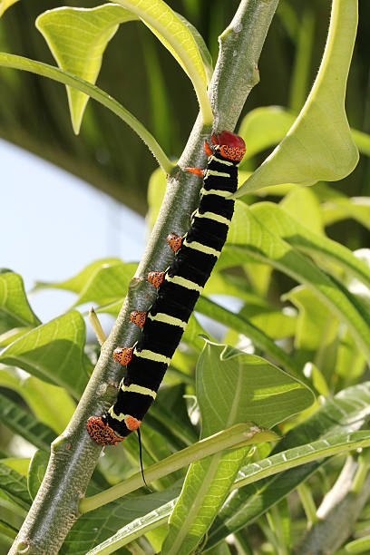 istock Colorful Tetrio Sphinx Caterpillar Eating 176980388