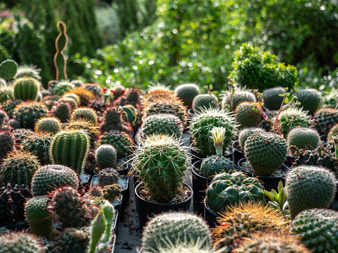 The Cactus in Pots Arranging in Rows behind The Green Trees