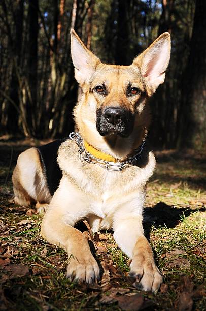 Chien de berger d'Europe de l'Est - Photo