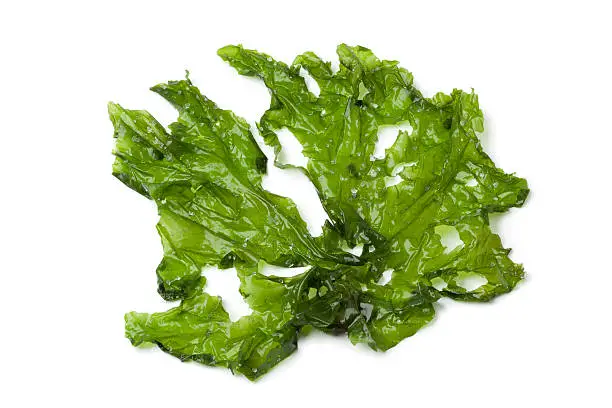 Leaf of Sea lettuce on white background