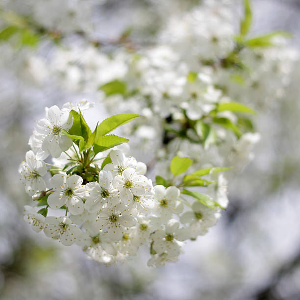 Muitos branco Flores de Primavera - fotografia de stock