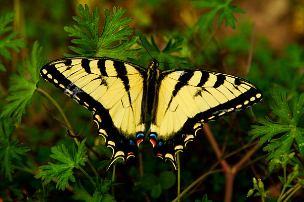 Żółty Butterfly – zdjęcie
