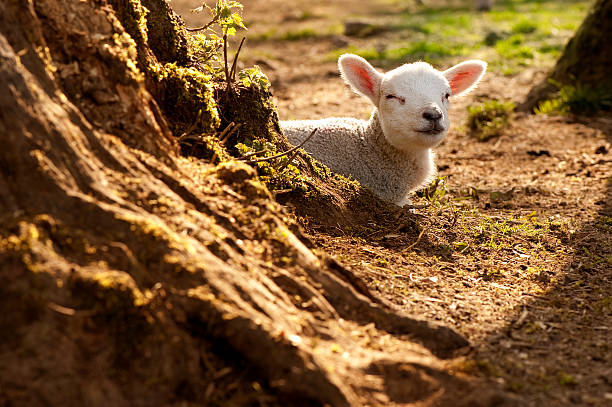 Gorgeous lamb stock photo