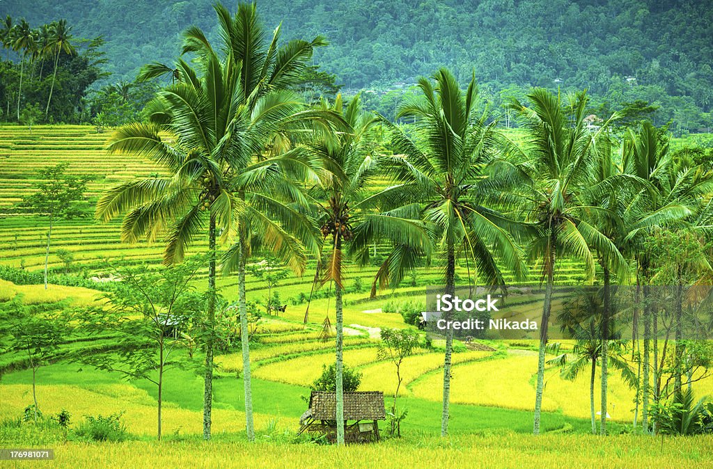 rice terraces verde en Bali, Indonesia - Foto de stock de Agricultura libre de derechos