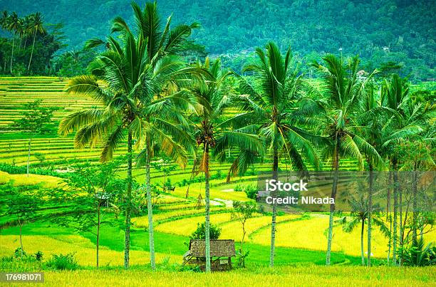 Rice Terraces Verde En Bali Indonesia Foto de stock y más banco de imágenes de Agricultura - Agricultura, Aire libre, Alimento