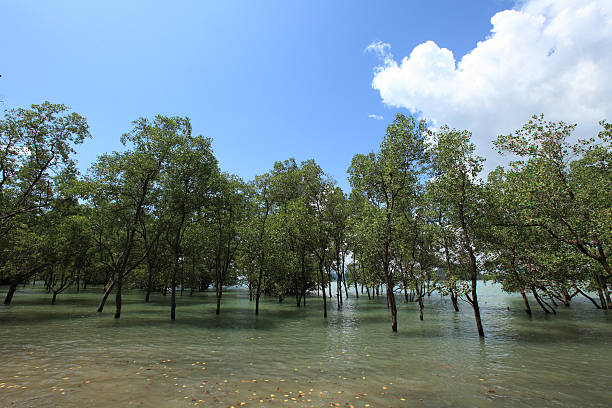 istock Tropical mangrove Trees by the Sea. 176981100