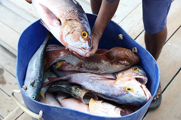 istock Fisherman shows off his tropical fish catch 176981429