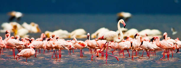 istock Flamingos at Lake Nakuru 176981633