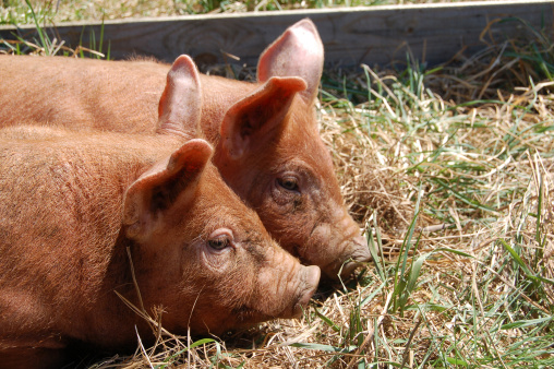 A pair of tawny Tamworth piglets snuggle as they nap in a grass pasture.  A wooden fence is in the background.