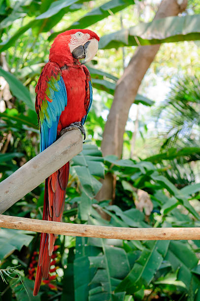 Parrot on the branch stock photo