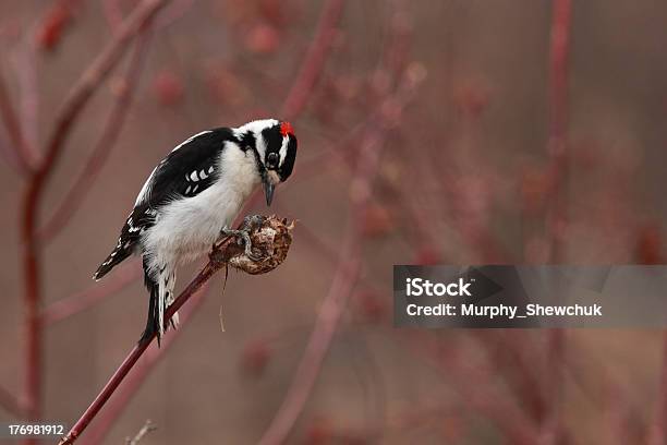 Male Downy Woodpecker Perching On A Wild Rose Gall Stock Photo - Download Image Now