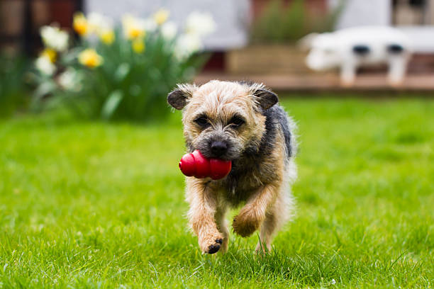 Border Terrier Running A border terrier running in a garden border terrier stock pictures, royalty-free photos & images
