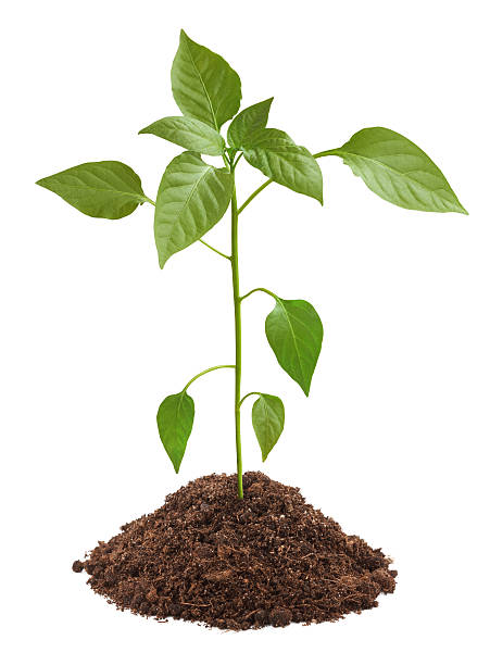 istock Young green plant in soil 176982073
