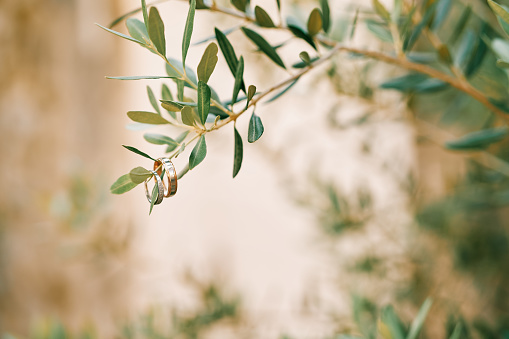 Wedding rings hang on a green branch of an olive tree in the garden. High quality photo