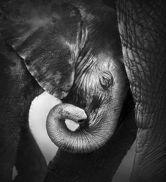 Baby elephant seeking comfort Baby elephant seeking comfort against mother's leg - Etosha National Park curled up photos stock pictures, royalty-free photos & images