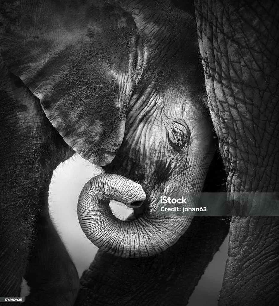 Bebê Elefante procura de conforto - Royalty-free Elefante Foto de stock