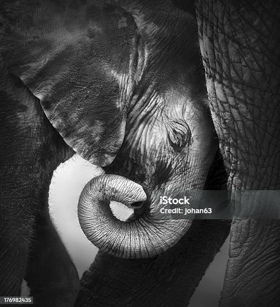 Bebê Elefante Procura De Conforto - Fotografias de stock e mais imagens de Elefante - Elefante, Cria de elefante, Preto e Branco