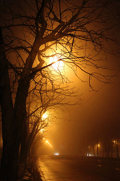 istock Trees in the fog and  road 176982462