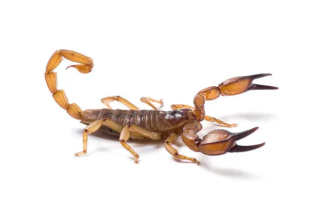 Photo of Scorpian ready to strike on a white background.