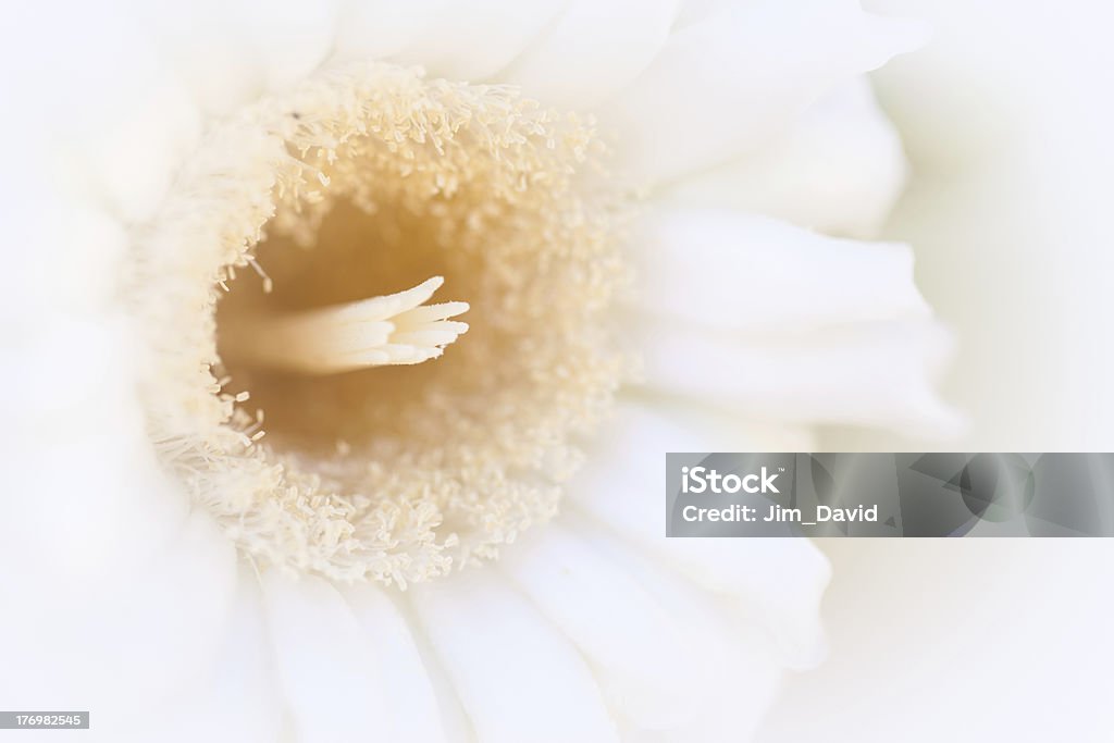 Saguaro Cactus Blossom Macro shot of a Saguaro Cactus blossom with shallow focus Arizona Stock Photo