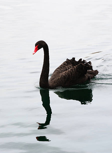 istock Black swan with red beak swimming through water 176982563