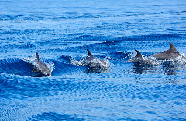 istock Dolphins swimming in a sea 176982574