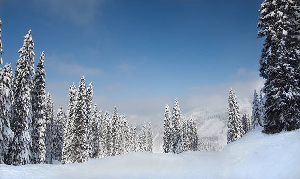 Neve coberta de árvores - foto de acervo
