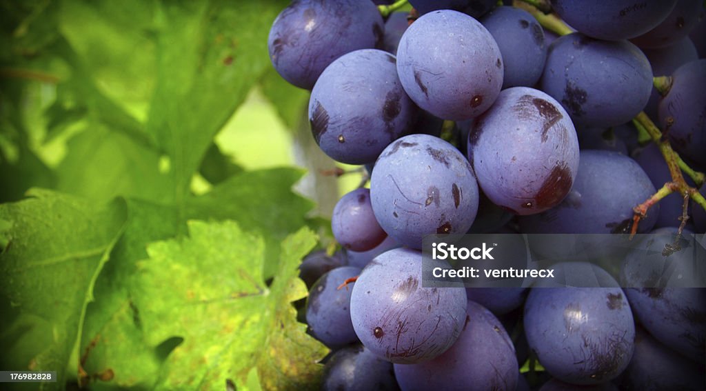 Bunch of Grapes at Vine Bunch of Grapes at Vine close up Agriculture Stock Photo
