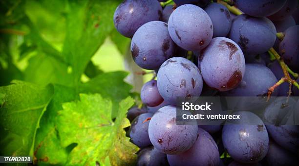 Bunch Of Grapes At Vine Stock Photo - Download Image Now - Agriculture, Autumn, Blue